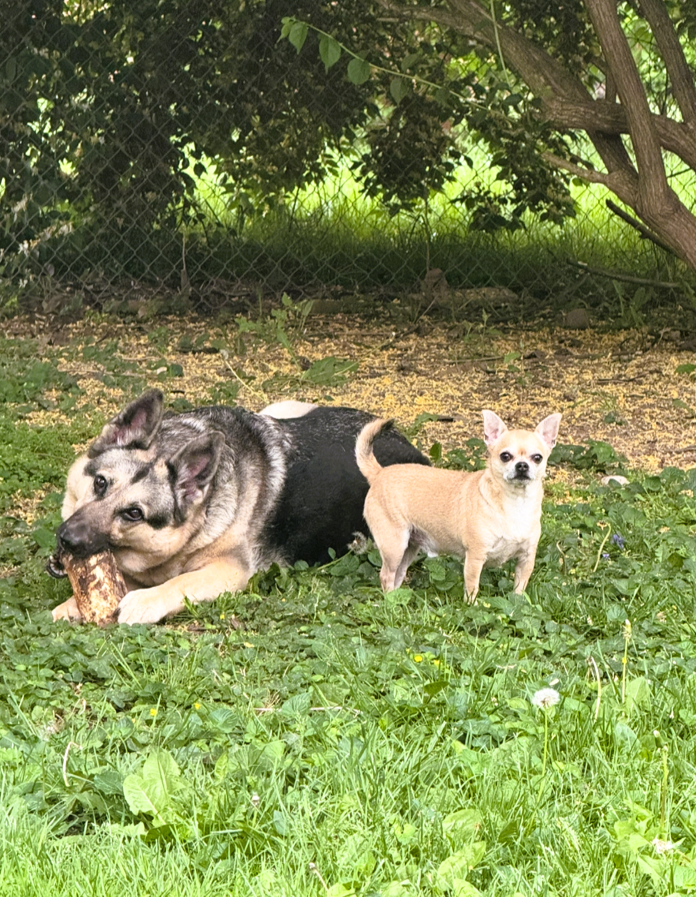 Harley and Leo in the yard